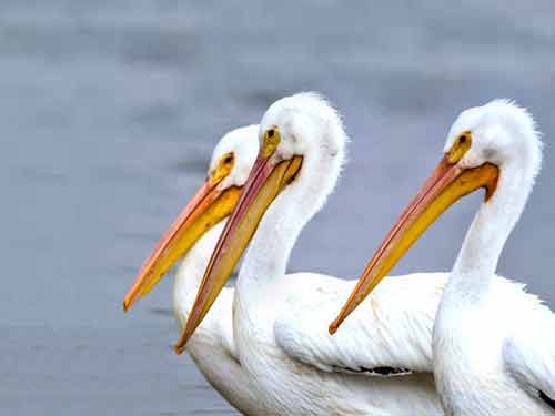 florida pelicans